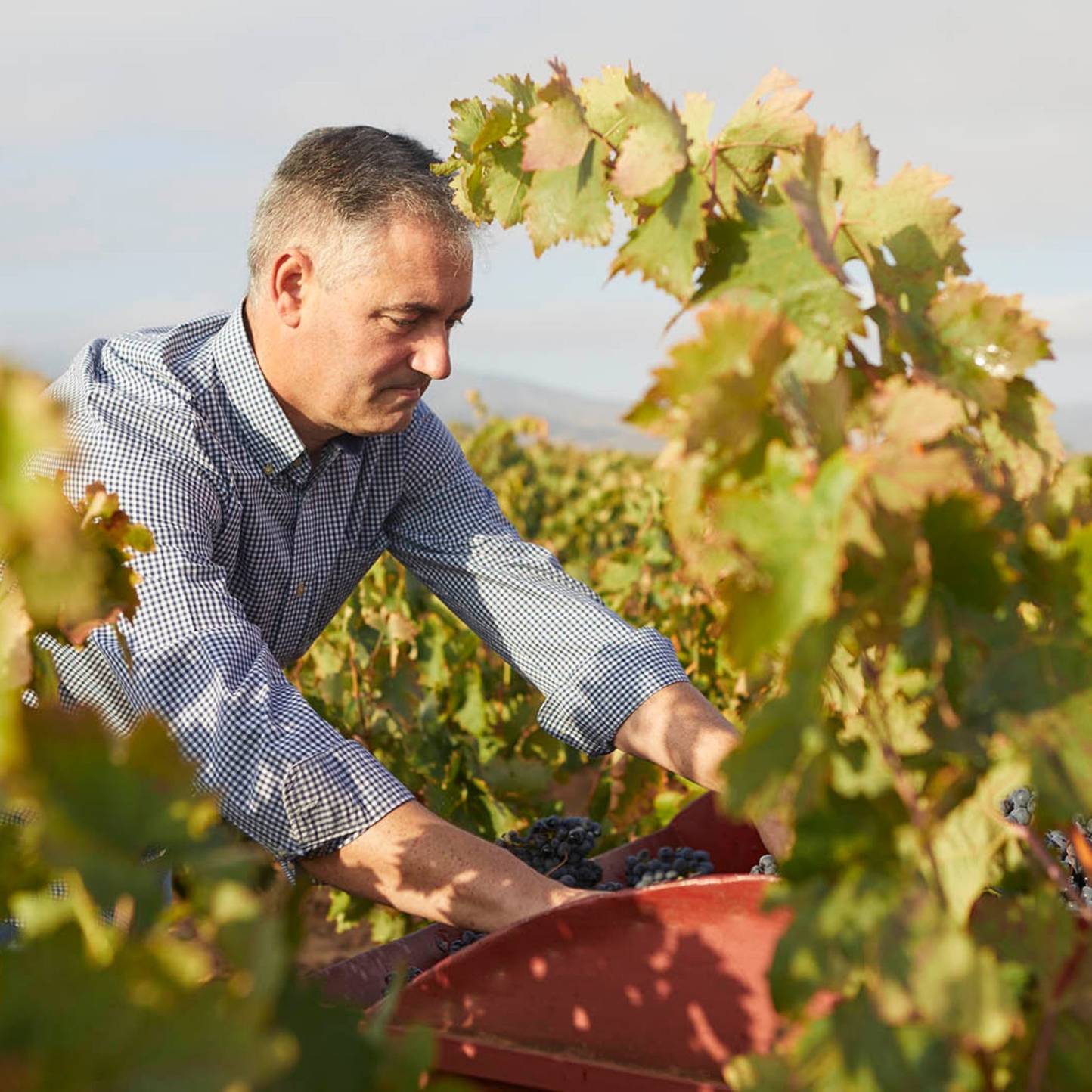 Bodegas D. Mateos