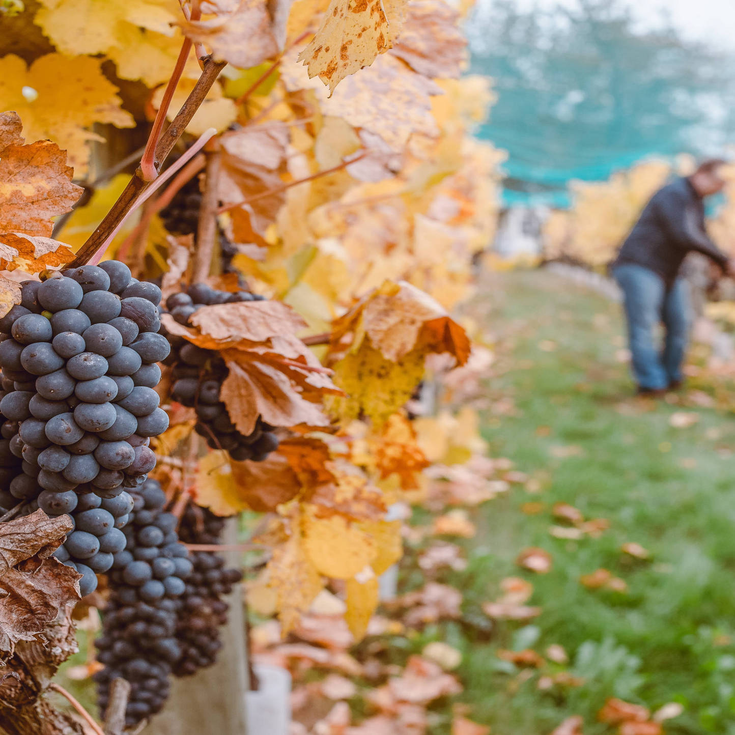 Bodegas Morca