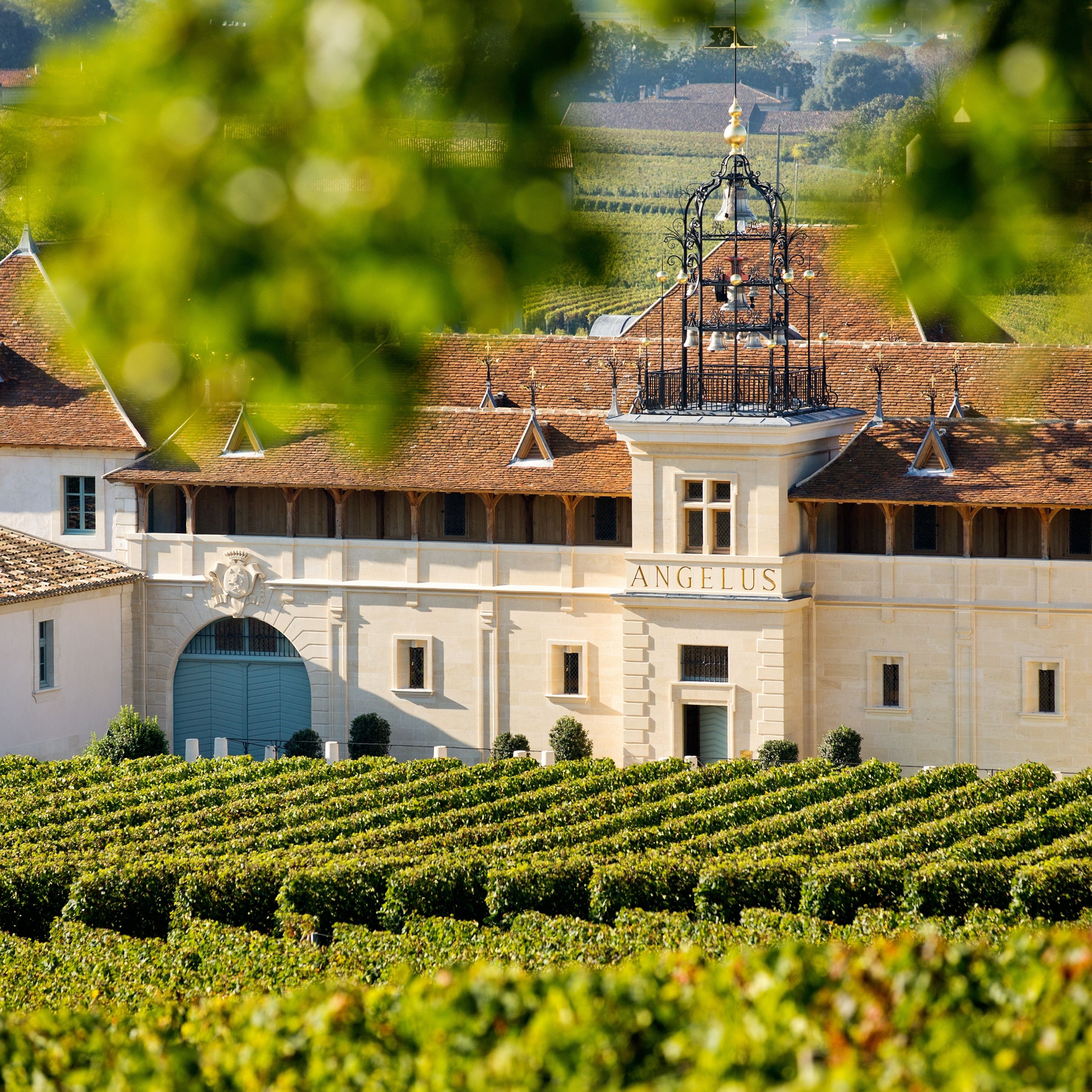 Château Angélus - Producteur